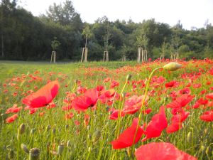 KLEI_KASSEL_Dorothea_Viehman_Park_004
