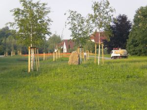 KLEI_KASSEL_Dorothea_Viehman_Park_008
